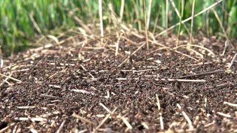Ants nesting on top of anthill. Macro close up on running ants. Stock Footage 137433963
