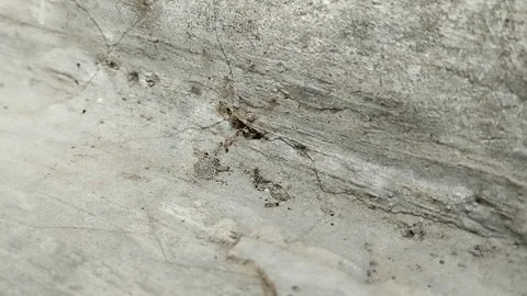 Ants nesting in the walls of a house Stock Footage 311305562