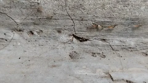 Ants nesting in the walls of a house Video stock 311305816