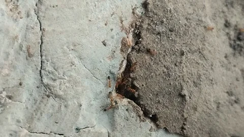 Ants nesting in the walls of a house Video stock 311687048