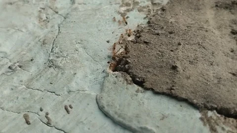 Ants nesting in the walls of a house Video stock 311687051