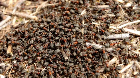 Ants (normal speed footage) Stock Footage 37622587
