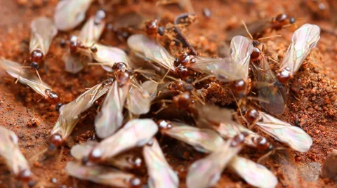 Ants - Nuptial flight Stock Footage 36043387