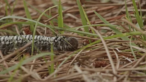 Ants Observing a Large Caterpillar Stock Footage 196203582