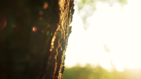 Ants on old tree trunk Video stock 159289828