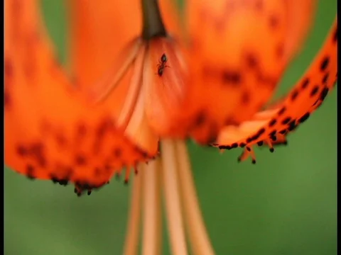 Ants on orange lily Stock-Footage 83494150