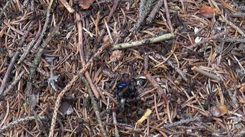 Ants Overpowering Alder Leaf Beetle Stock Footage 39046336