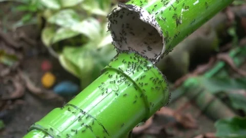The ants panic Stock Footage 238079800