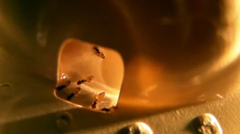 Ants (part 4) Video stock 11048094