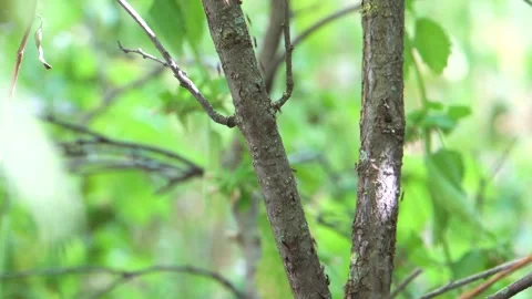 Ants' path along a tree trunk 4K Stock Footage 292833268