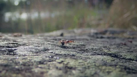 Ants path Video stock 142623483