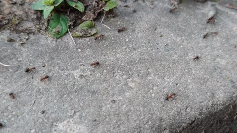 Ants on the path Stock-Footage 314074584