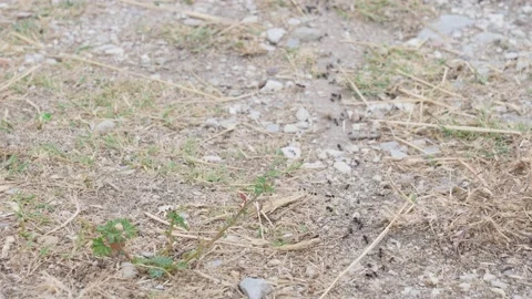 Ants Pathway in Dry Ground, Marching Ant... | Stock Video | Pond5