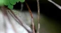 Ants Pathway extreme macro 7014 HD Footage