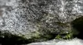 Ants Pathway extreme macro 7019 HD Footage