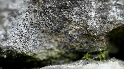 Ants Pathway extreme macro 7019 Stock Footage
