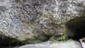Ants Pathway extreme macro 7020 HD Footage
