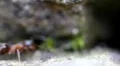 Ants Pathway extreme XL macro 7021 HD Footage