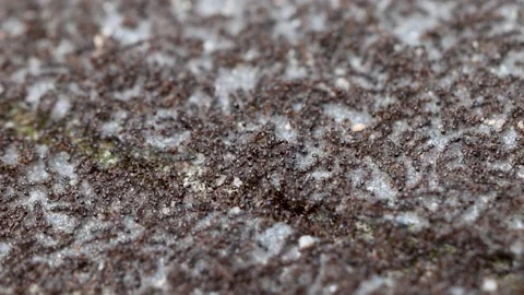 Ants on the pavement Stock Footage 342234960