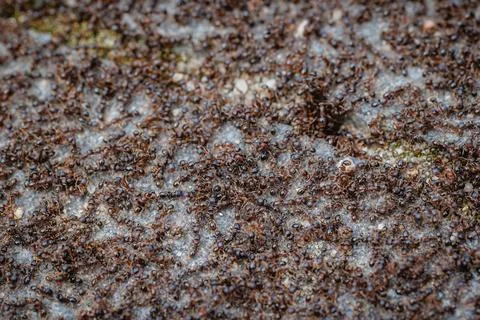 Ants on the pavement Stock Photos