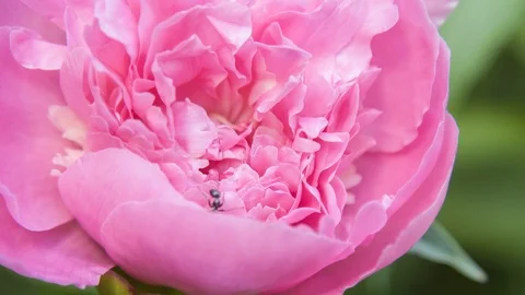 Ants on peonies flower Stock Footage 106796358