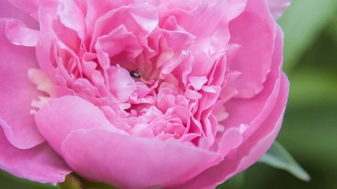 Ants on peonies flower Stock Footage 106796407