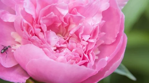 Ants on peonies flower Video stock 106796416