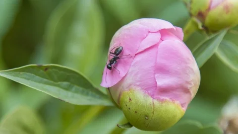 Ants on peonies flower Video stock 106796420