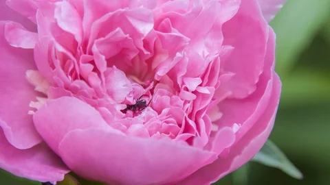Ants on peonies flower Stock Footage 106796424