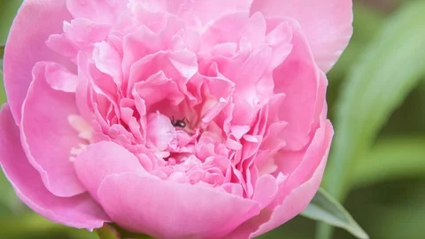 Ants on peonies flower Stock Footage 106796426