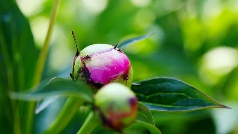Ants on the peonies in the garden Stock Footage 112879293