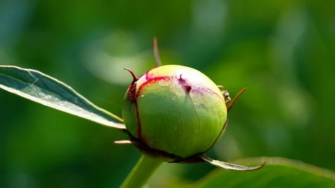 Ants on a peony bud close-up Stock Footage 112879438