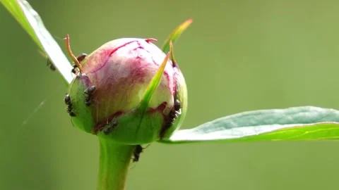 Ants on a Peony Bud Stock Footage 241459582