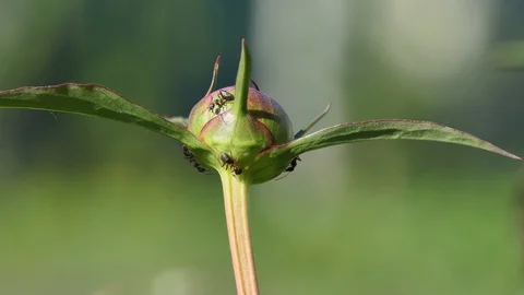 Ants on a peony Bud (macro) Vidéo 109051531