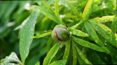 Ants on a peony bud in the spring after rain Stock Footage 289137774