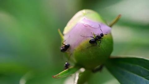 Ants on a peony bud in the spring Stock Footage 289137779