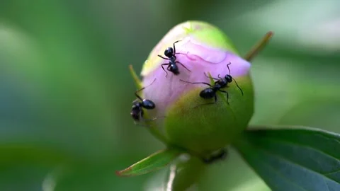 Ants on a peony bud in the spring Stock Footage 289137781