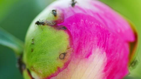Ants on a peony flower Stock Footage 167077966