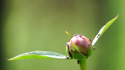 Ants on a Peony Stock Footage 241459587