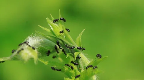 Ants perched on the leaves in the wild Stock Footage 27388533