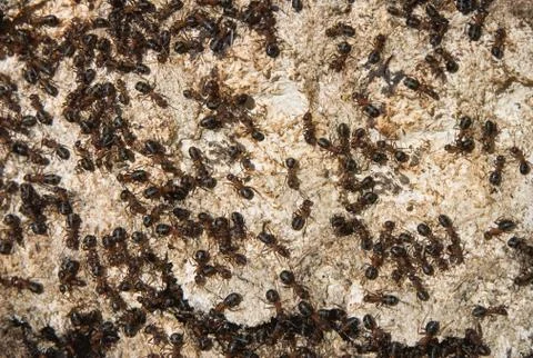 Ants Stockfoto's