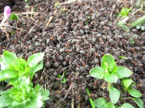 Ants Stock Photos