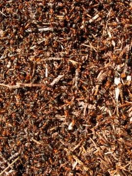 Ants Stock Photos