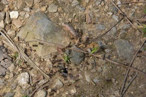 Ants Stock Photos