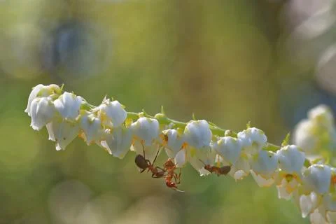 Ants Stock Photos