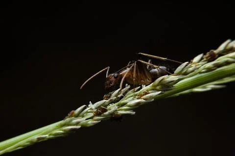 Ants Stock Photos