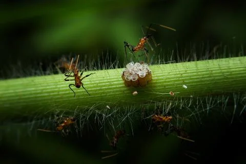 Ants Stock Photos