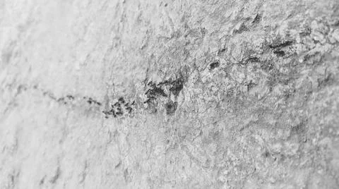 Ants Stock Photos