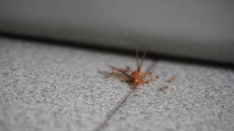 Ants Foto stock