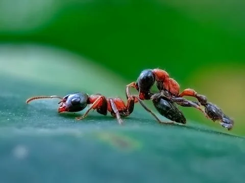 Ants Stock Photos